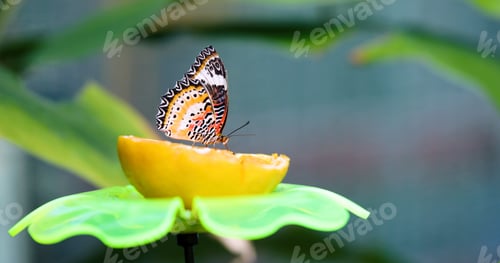 Preview: Picture of beautful colorful butterfly on lemon