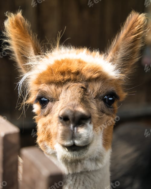 Preview: Close-up of a brown baby alpaca with blurred background