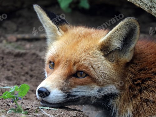 Preview: Fox
