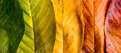 Preview: Autumn composition, colorful leaves in a row. Studio shot.