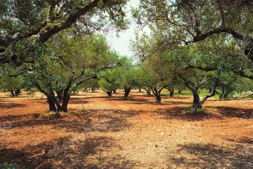 Preview: Olive trees Olea europaea in Crete, Greece for olive oil production