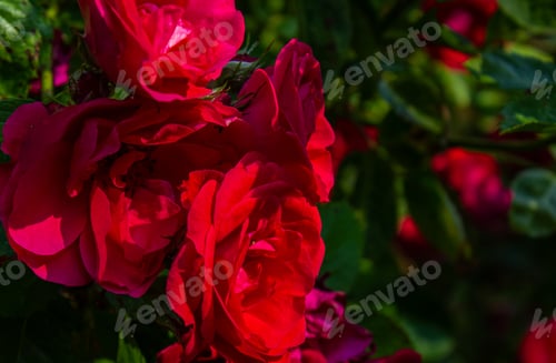 Preview: Red rose flower Background.