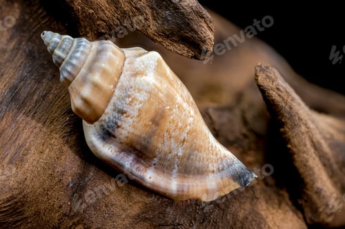 Preview: Detailed Spiral Seashell on Textured Driftwood