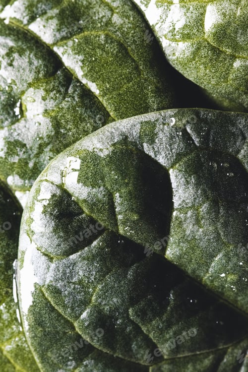 Preview: Macro photography of fresh spinach. Concept of organic food. healthy foods, vegan