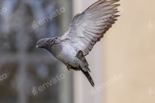 Preview: Single pigeon in flight against a blurred background