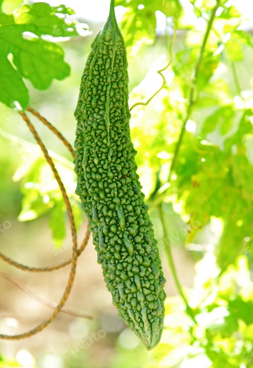 Preview: bitter melon on vine