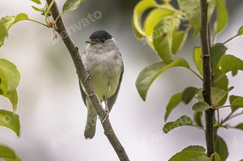Preview: Blackcap Male perched on Branch
