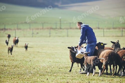 Preview: Sunny morning on the rural farm