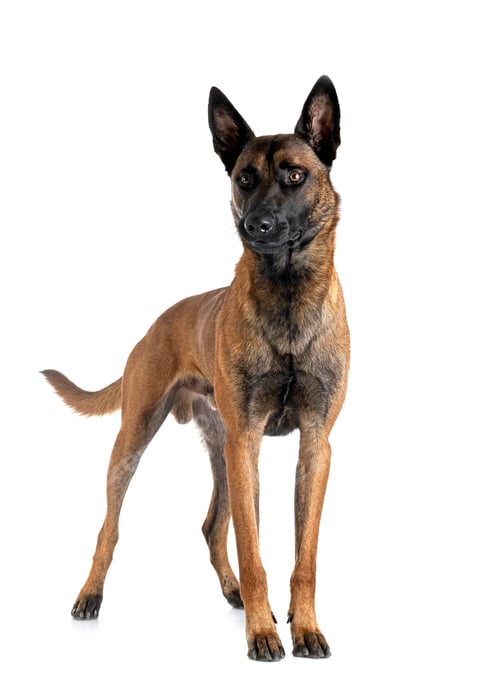 Preview: malinois in studio
