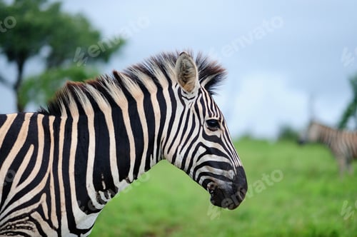 Preview: Selective focus shot of a beautiful zebra on a field covered with green grass