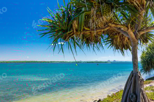 Preview: Beach with trees on the west side of Bribie Island, Queensland,
