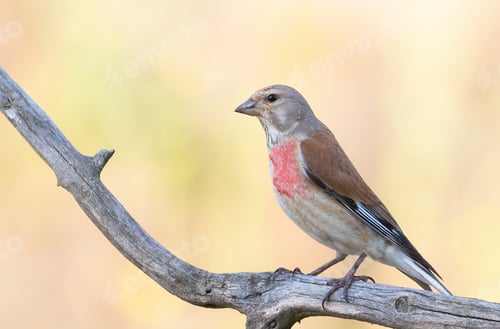 Preview: Common linnet, Linaria cannabina. The male sits on a branch against a beautiful golden background