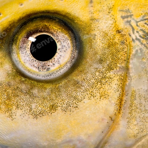 Preview: close-up on the eye of a yellow fish