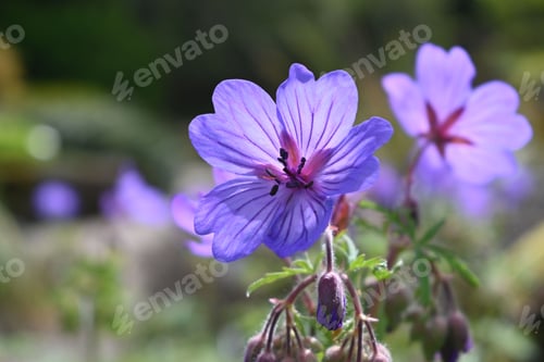 Preview: Vibrant blooming purple Geranium in a lush green landscape