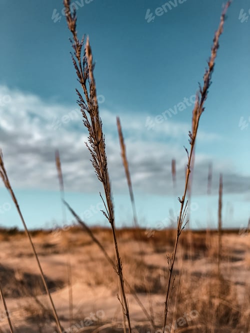 Preview: Background of dry spikelets growing in sand dunes on the sea coast