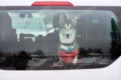 Preview: Husky sled dog in car, travel pet