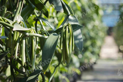 Preview: vanilla plant green pod