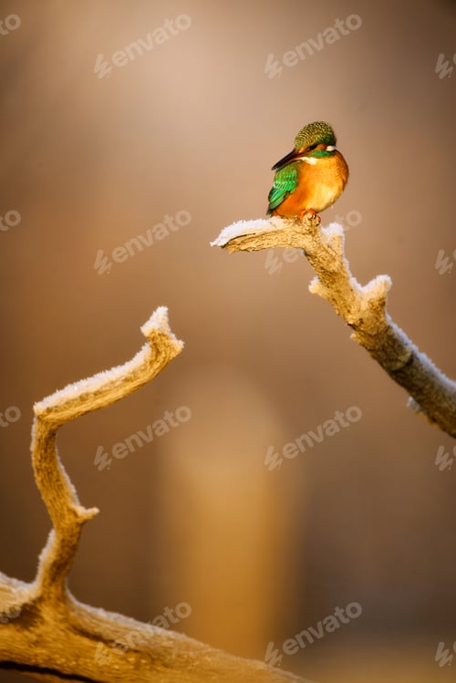 Vista previa: Kingfisher