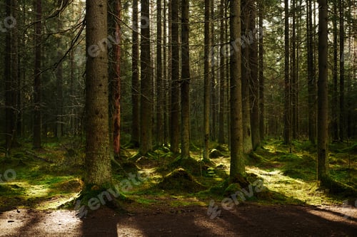Preview: Sunlight streaming through a pine forest