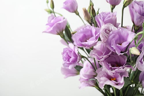 Preview: Beautiful Eustoma flowers on white background, closeup