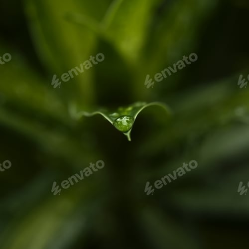 Preview: Green_Elegance_Edit_000009