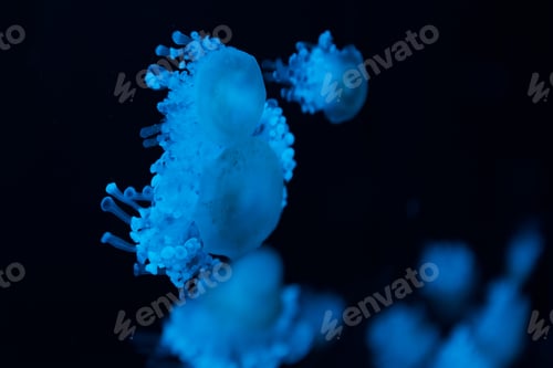 Preview: Selective focus of cassiopea jellyfishes in blue neon light on black background