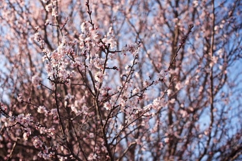 Aperçu: Light and spring blossoms on an appricot tree
