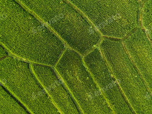 Preview: Aerial view of rice fields,Bali,Indonesia