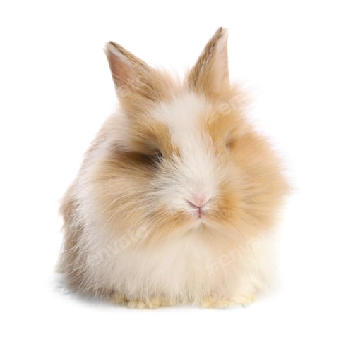 Preview: Cute little rabbit on white background. Adorable pet