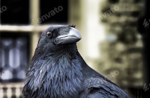 Preview: The Raven: One of the world famous Ravens at the Tower of London.