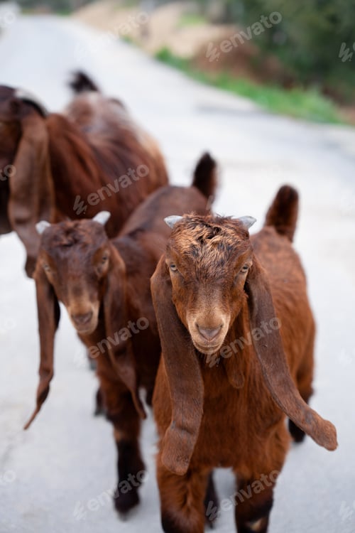 Preview: A young little goat of the Damascus goat breed. Cute brown Shami goatling