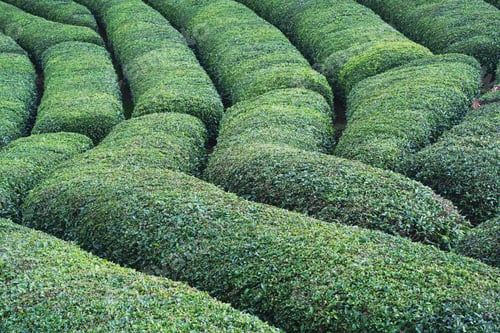 Preview: rows of Turkish black tea plantations cultivated on a field in Cayeli area Rize province