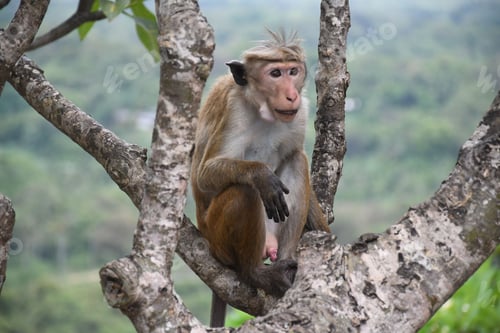 Preview: Macaque monkey sitting on a tree branch with a blurred forest background in Sri Lanka