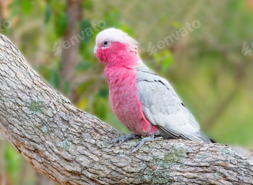 Preview: Galah in a Forest