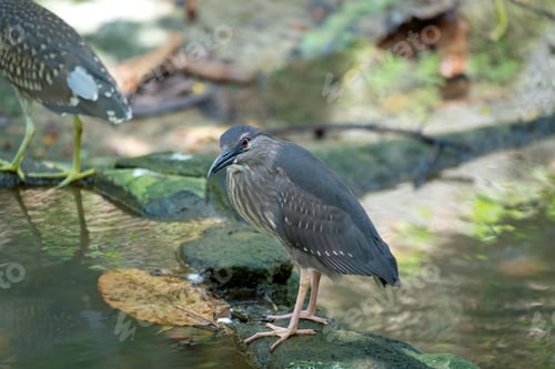 Preview: Juvenile Black-crowned Night Heron (Nycticorax nycticorax).