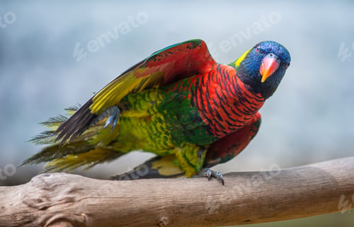 Preview: Coconut lorikeet Bird Close-up Trichoglossus haematodus