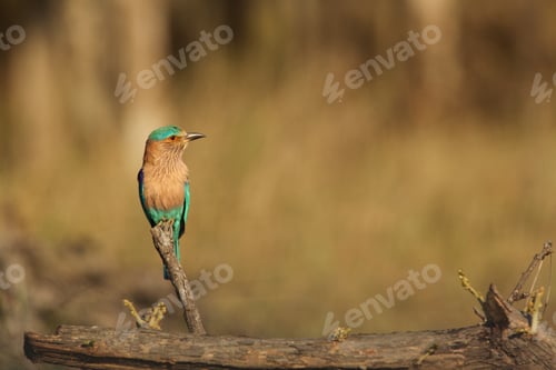 Preview: Indian Roller - Coracias benghalensis, Satpura National Park, Madhya Pradesh India
