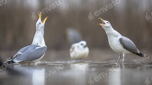 Preview: Two Yellow-legged gulls courtship display