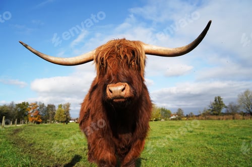Preview: Closeup of a highland cow standing in the middle of the field on a sunny day