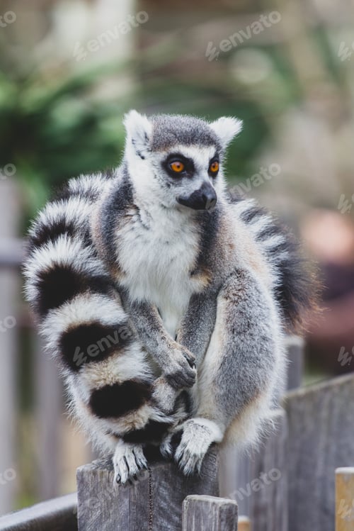 Preview: Lemur perched on top of a fence post with its tail wrapped around its body