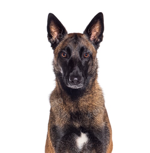 Preview: Old Malinois dog starting to turn grey, isolated on white