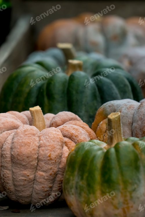 Preview: Fresh pumpkins Halloween season in October. Green white colours vegetable pumpkin healthy food.