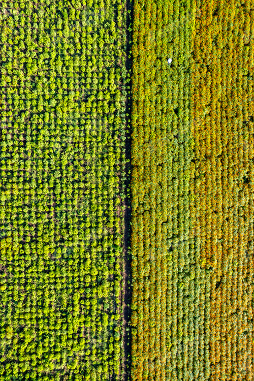 Preview: Aerial view of a marigold field, India.