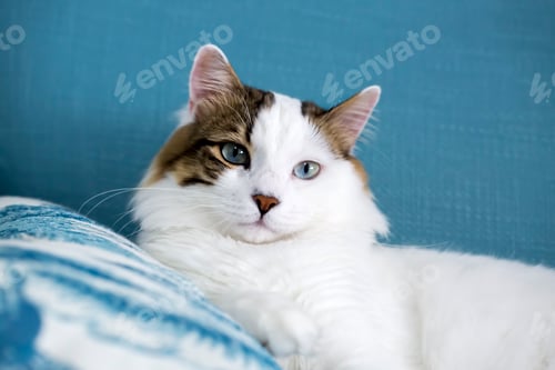 Preview: Pet animal; cute cat indoor. House cat.