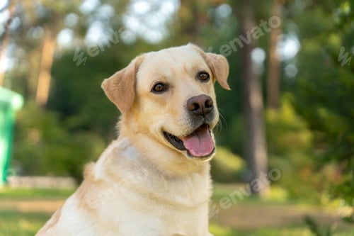 Preview: Labrador retriever posing and enjoying the park