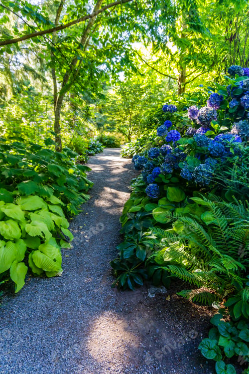 Preview: A Path In A Botanical Garden In Bellevue, Washington.