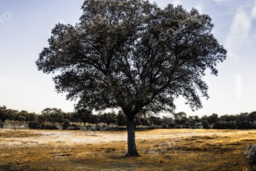 Preview: Closeup shot of a single tree in a field with golden grass on a sunny day