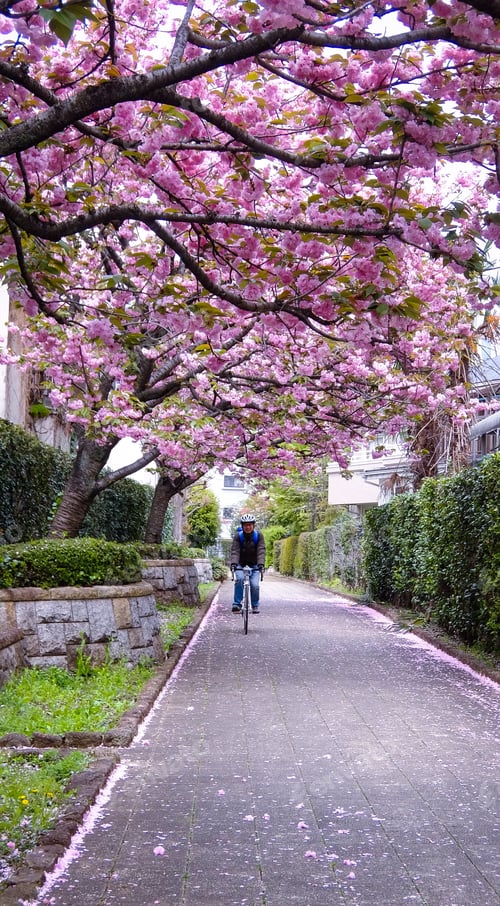Preview: Cycling thru cherry blossom tunnels