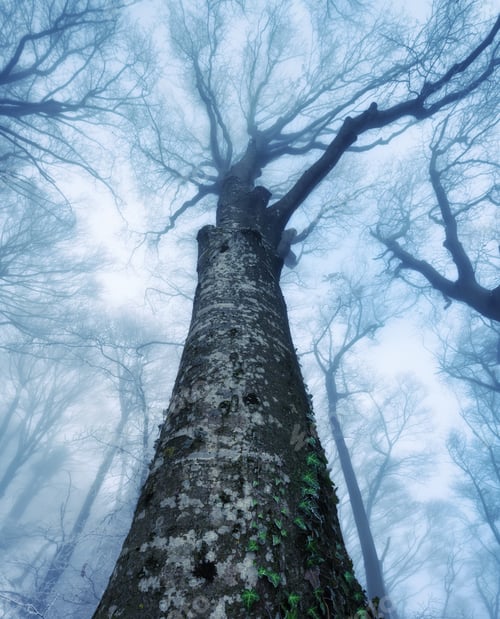 Preview: Mystical old tree in blue fog in beautiful winter at dusk