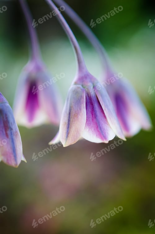 Preview: Close-up of delicate bell-shaped flowers.
